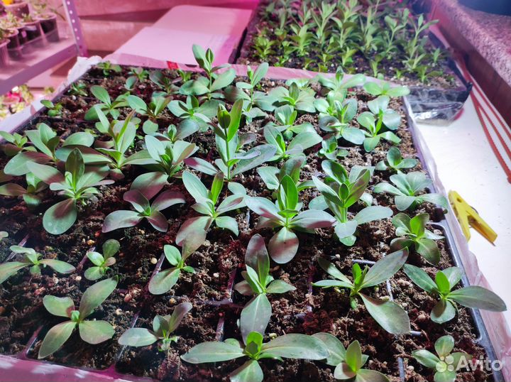 Эустома в кассетах