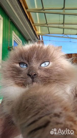 Кошка с котятами