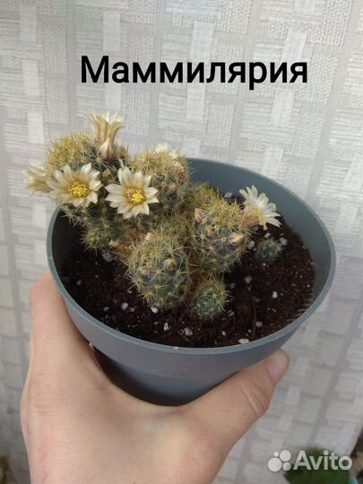 Кактускактус