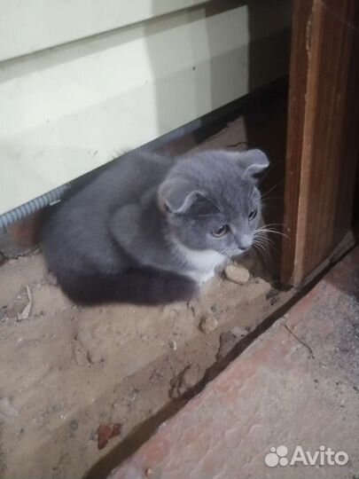 Вислоухий котенок