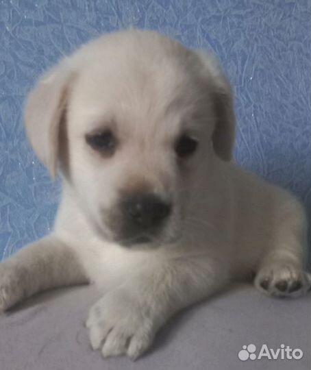 Щенки Лабрадора ретривера