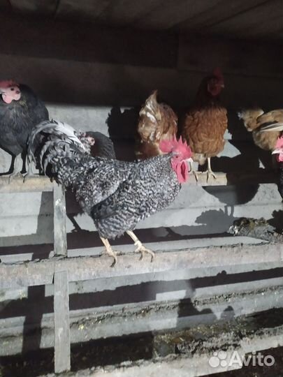 Петух доминант