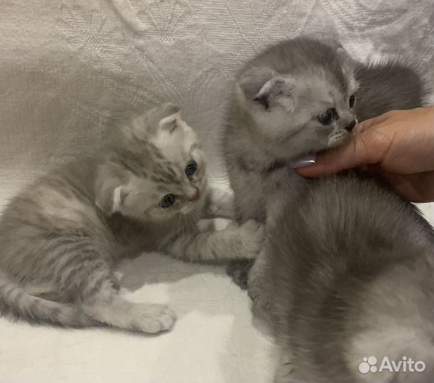Шотландские котята