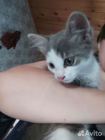 Котенок в добрые руки