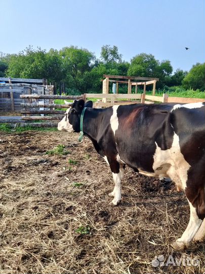 Корова дойная