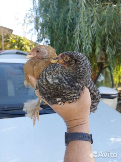 Цыплята подрощенные