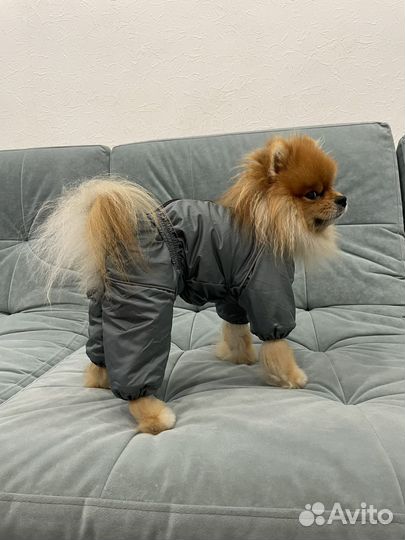 Зимний комбинезон для маленькой собаки