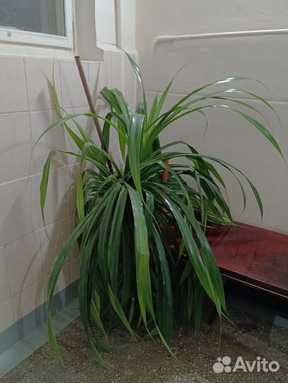 Пальма панданус винтовая