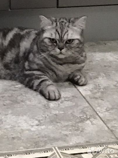 Британская кошка