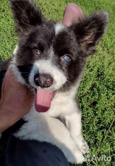 Щенки особые