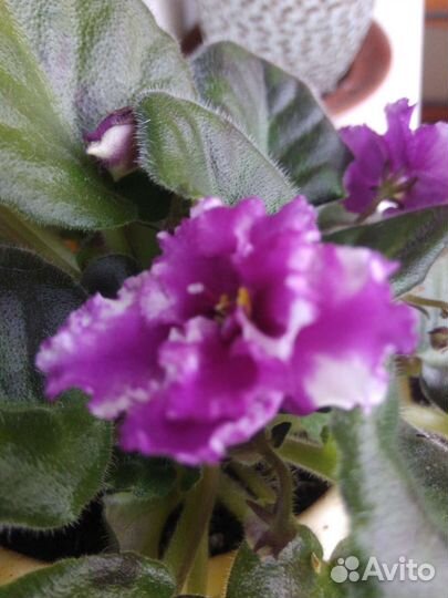 Кактус.Эхинопсис. Фиалки