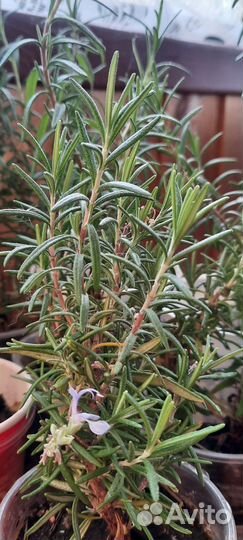Розмарин саженцы