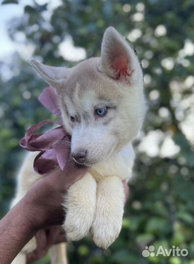 Щенки сибирской хаски, девочка