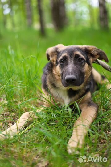 Собаки бесплатно