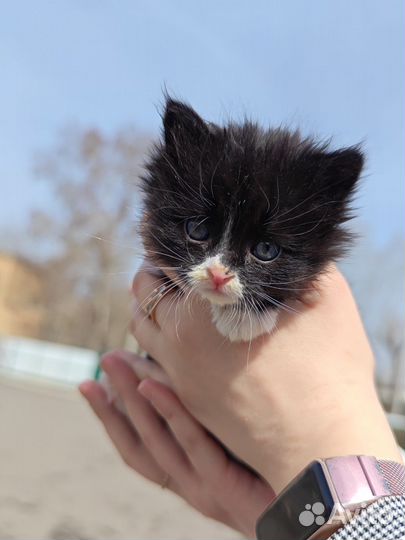 Котята в добрые руки девочки