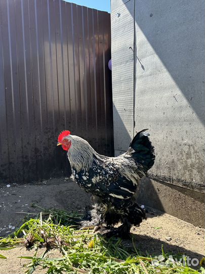 Петух лохмоногий