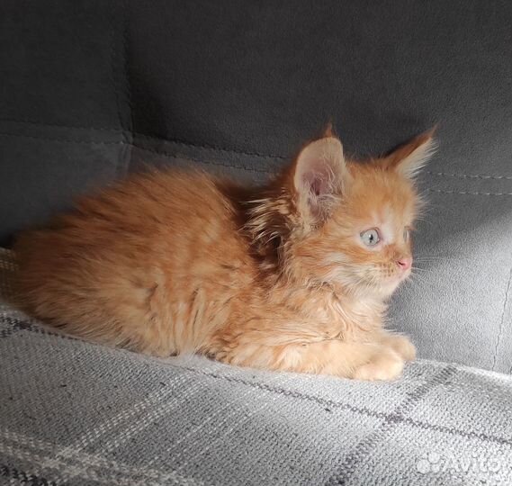 Котята мейн-кун