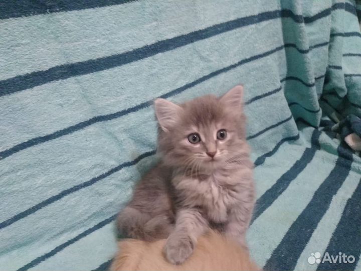 Котята 1.5 месяца