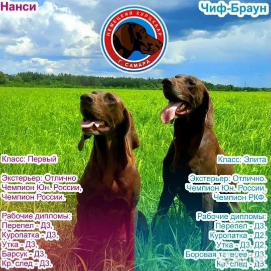 Щенки курцхаара