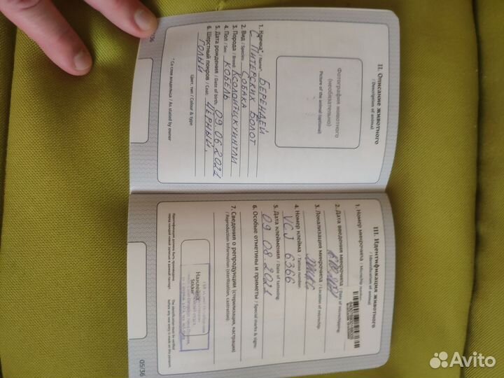 Ксолоитцкуинтли мини вязка