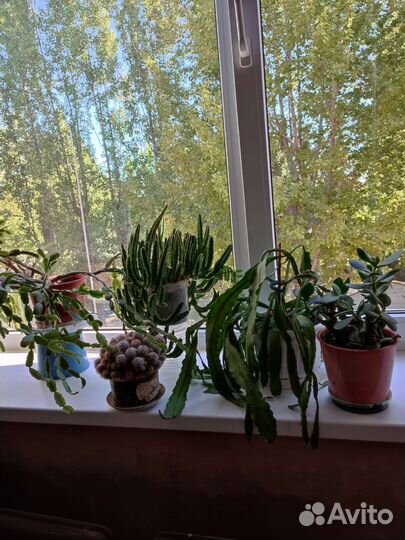 Кактусы и суккуленты