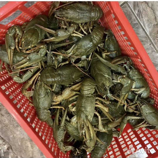 Живые раки парковый