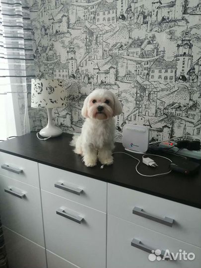 Мальтезе вязка