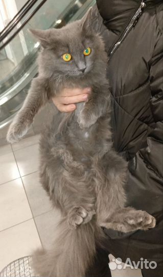 Кошка ищет дом