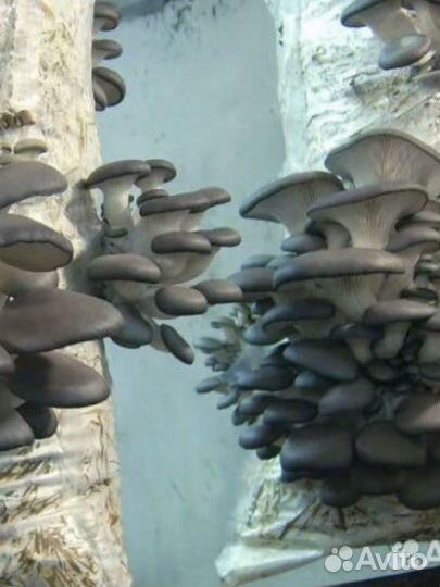 Грибные блоки