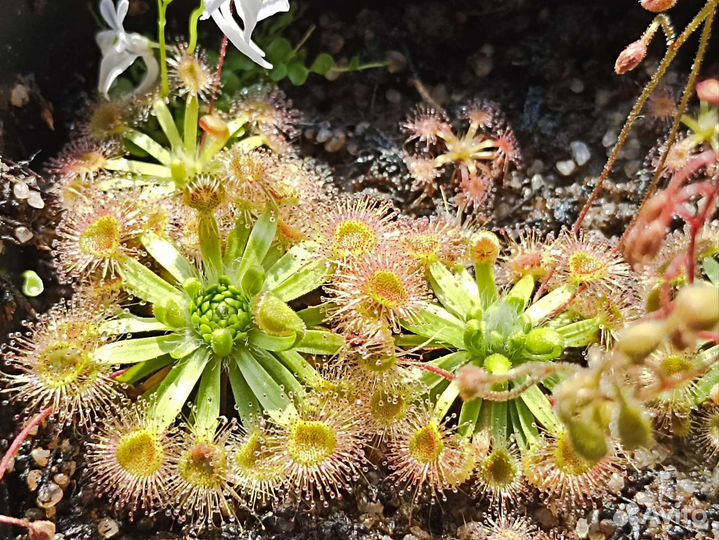 Хищное растение росянка drosera pulchella x omissa