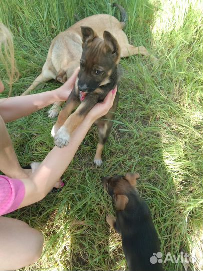 Отдам щенят в хорошие руки бесплатно