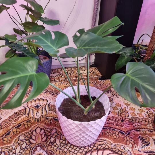 Монстера деликатесная крупная