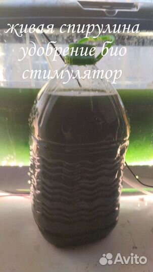 Спирулина живая удобрения и стимулятор роста