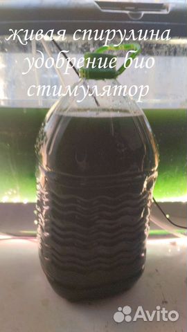 Спирулина живая удобрения и стимулятор роста