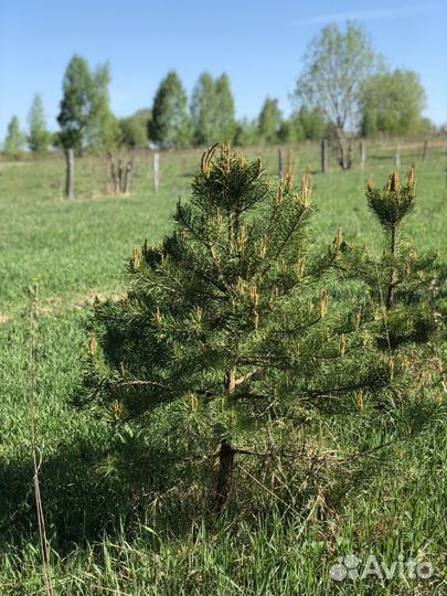 Сосна обыкновенная