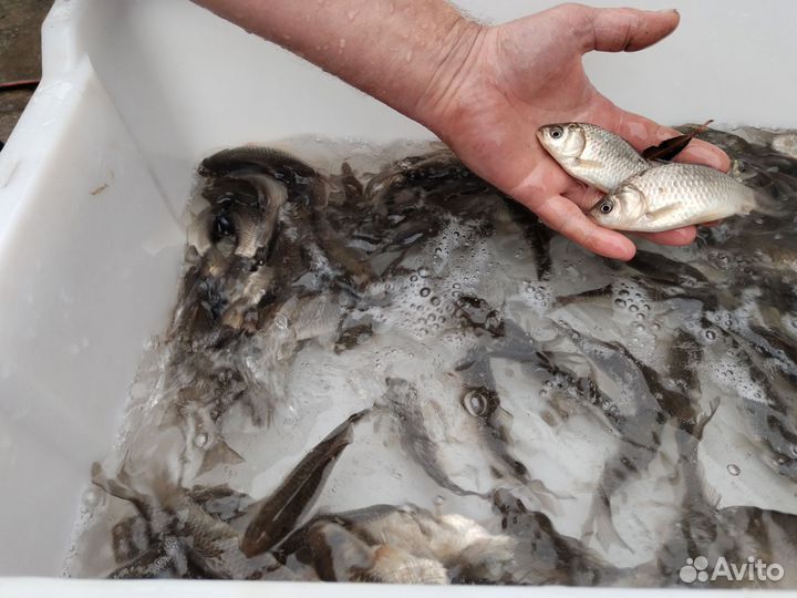 Живец для рыбалки