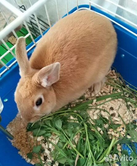 Декоративный карликовый кролики