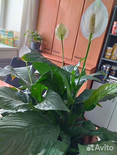 Отростки комнатных растений