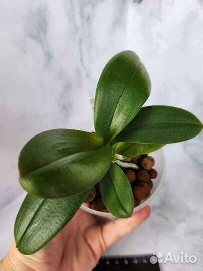 Фаленопсис Phal. Miki Black Angel (peloric-2 eyes)