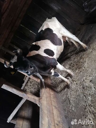 Продам коров