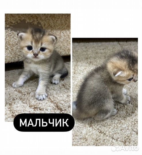 Британские котята