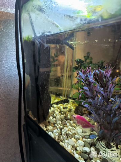 Аквариум