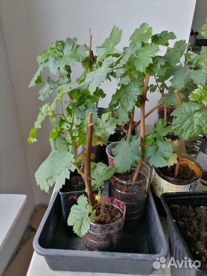 Саженцы винограда