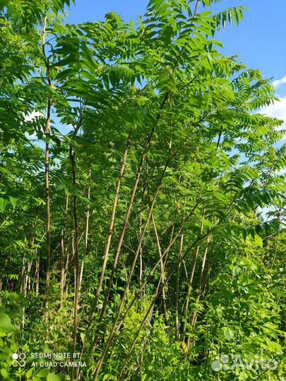 Саженцы сумах(оленьи рожки)