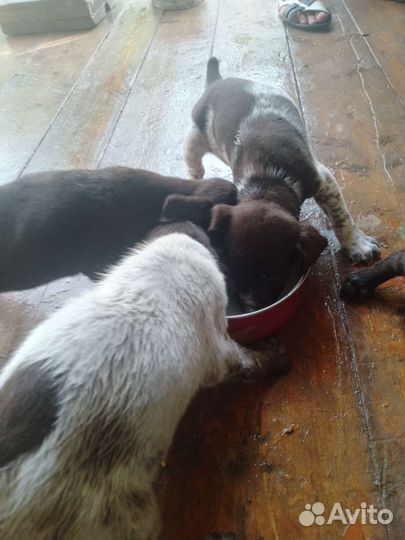 Щенки курцхаара