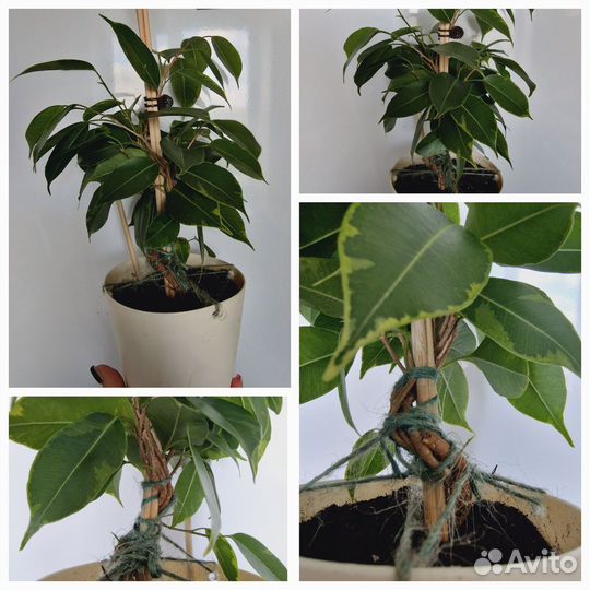 Фикус бенджамина