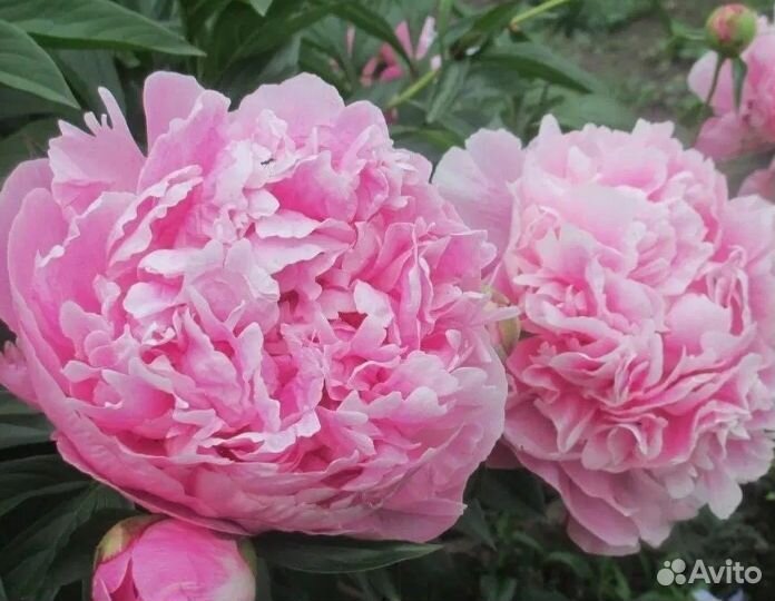 Пионы саженцы