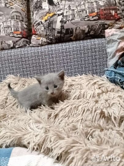 Отдадим котят