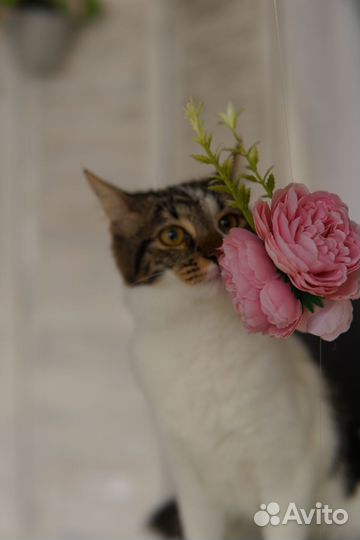 Ласкуша и красавица