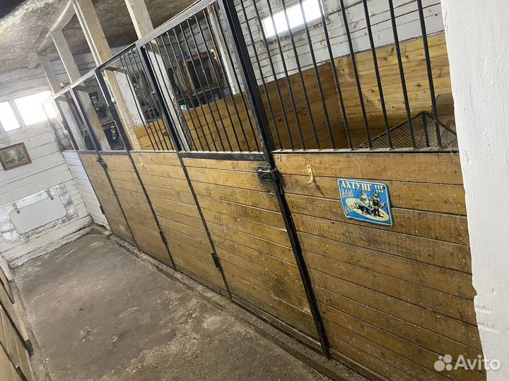 Передержка собак и других животных